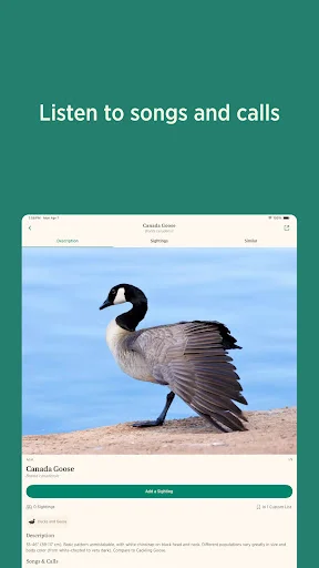 Audubon Bird Guide डाउनलोड करें – 800+ पक्षियों की पहचान करें - Screenshot 9