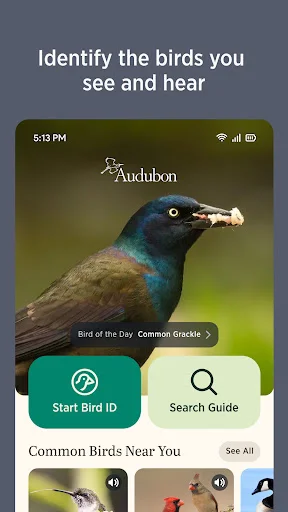 Audubon Bird Guide डाउनलोड करें – 800+ पक्षियों की पहचान करें - Screenshot 3