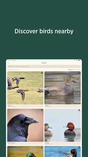 Audubon Bird Guide डाउनलोड करें – 800+ पक्षियों की पहचान करें - Screenshot 10