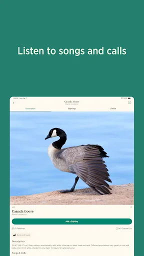 Audubon Bird Guide डाउनलोड करें – 800+ पक्षियों की पहचान करें - Screenshot 14