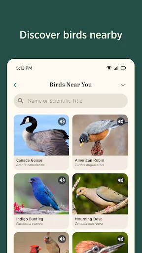 Audubon Bird Guide डाउनलोड करें – 800+ पक्षियों की पहचान करें - Screenshot 5