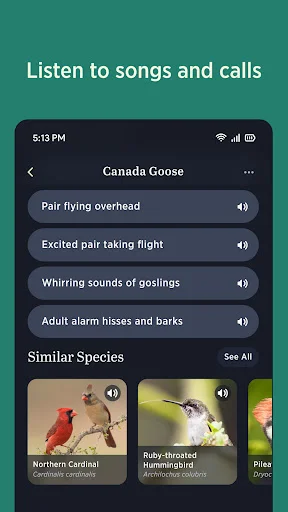 Audubon Bird Guide डाउनलोड करें – 800+ पक्षियों की पहचान करें - Screenshot 4