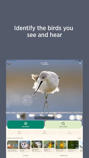 Audubon Bird Guide डाउनलोड करें – 800+ पक्षियों की पहचान करें - Screenshot 8