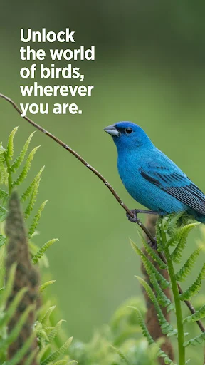 Audubon Bird Guide डाउनलोड करें – 800+ पक्षियों की पहचान करें - Screenshot 7